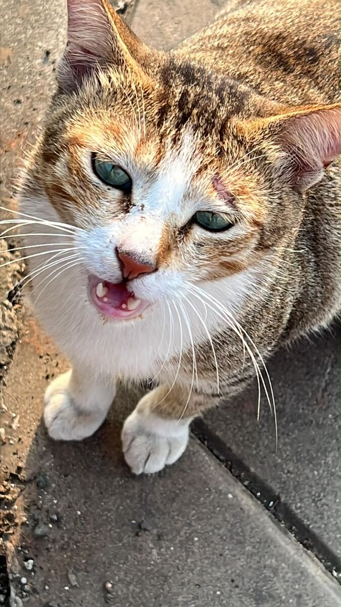 Close-up of a calico street cat looking up and meowing