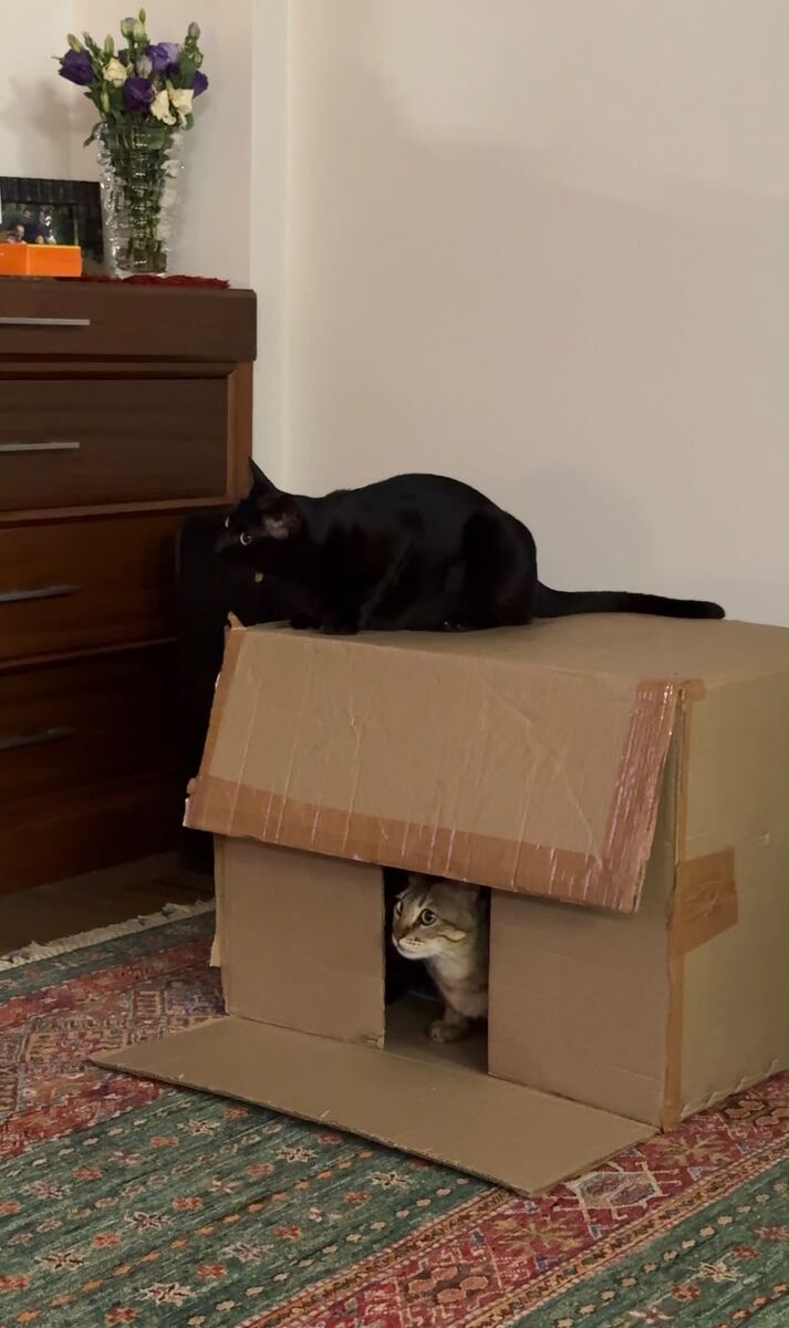 Frank and Marcy - a black cat on top of a cardboard cat house while a tabby peers out of the doorway