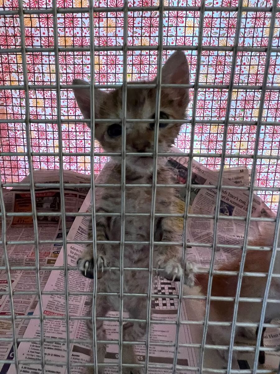 A tiny rescued tabby kitten standing up against the bars of a recovery cage