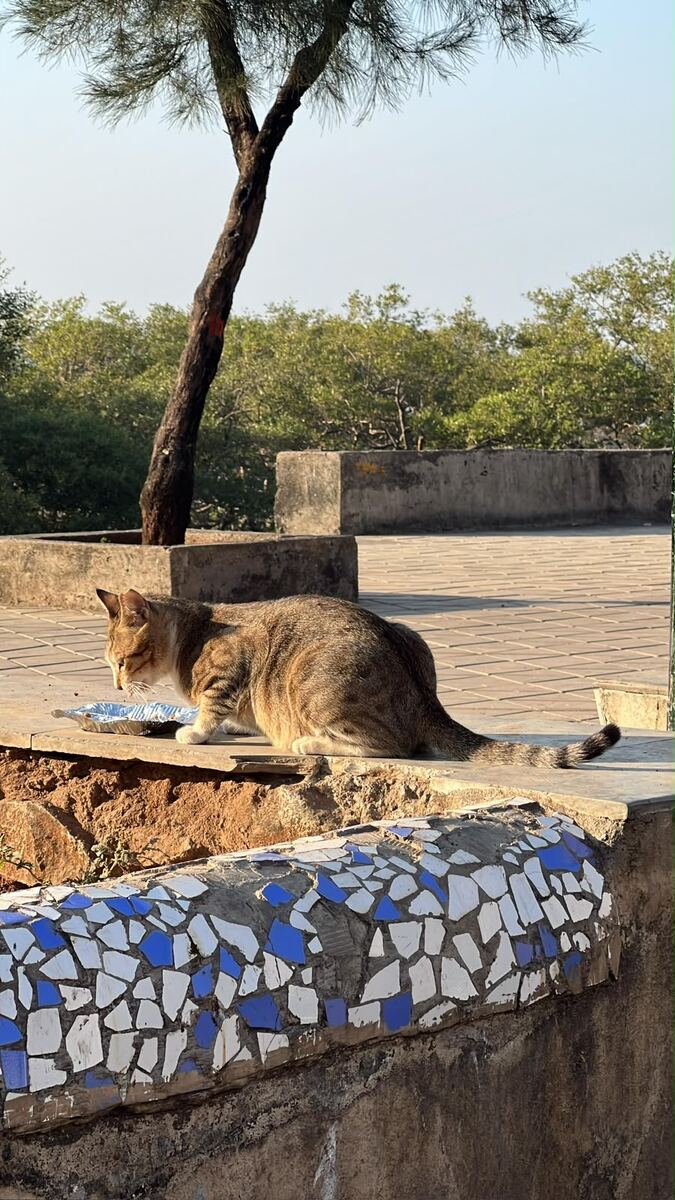 A tabby community cat eating from a foil tray on a mosaic-tiled wall